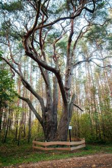 NATURAL MONUMENTS